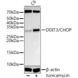 DDIT3/CHOP Rabbit pAb