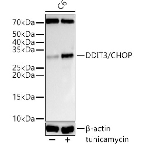 DDIT3/CHOP Rabbit pAb