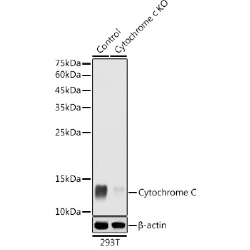 Cytochrome C Rabbit pAb
