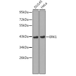[KD Validated] ERK1 Rabbit pAb