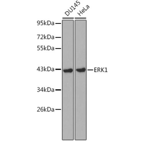 [KD Validated] ERK1 Rabbit pAb