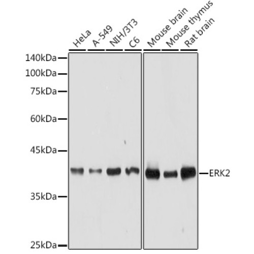 [KO Validated] ERK2 Rabbit pAb