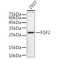 FGF2 Rabbit pAb