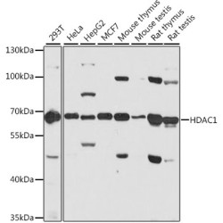 [KD Validated] HDAC1 Rabbit pAb