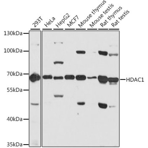 [KD Validated] HDAC1 Rabbit pAb
