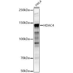 HDAC4 Rabbit pAb
