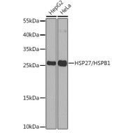 HSP27/HSPB1 Rabbit pAb
