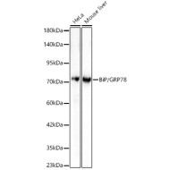 BiP/GRP78 Rabbit pAb