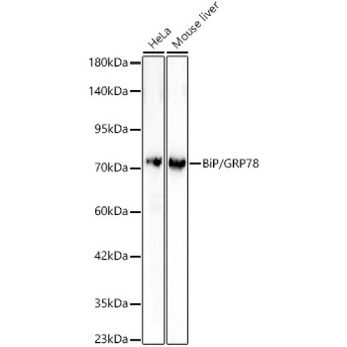 BiP/GRP78 Rabbit pAb