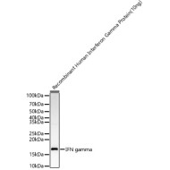 IFN gamma Rabbit pAb