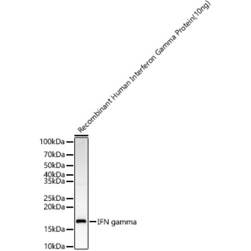 IFN gamma Rabbit pAb