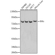 IKKε Rabbit pAb