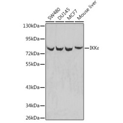 IKKε Rabbit pAb