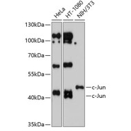 c-Jun Rabbit pAb