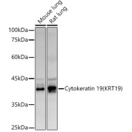 Cytokeratin 19 (KRT19) Rabbit pAb