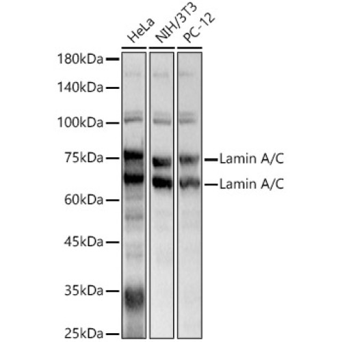 Lamin A/C Rabbit pAb