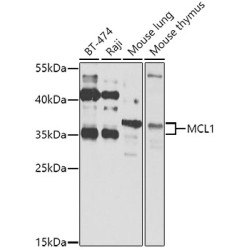 MCL1 Rabbit pAb