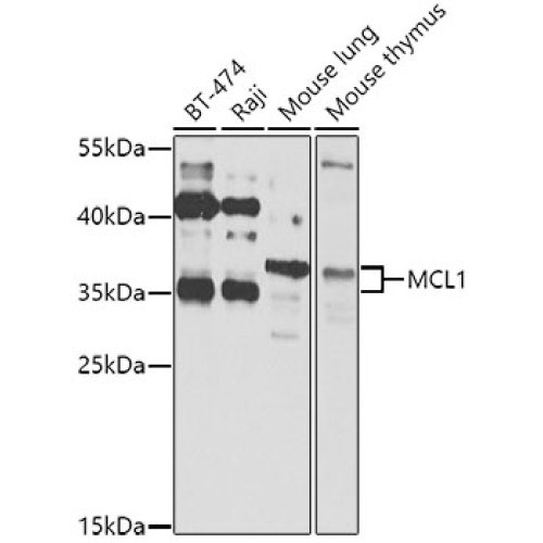 MCL1 Rabbit pAb