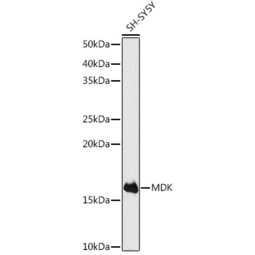 MDK Rabbit pAb