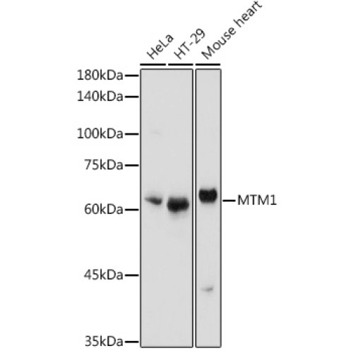 MTM1 Rabbit pAb