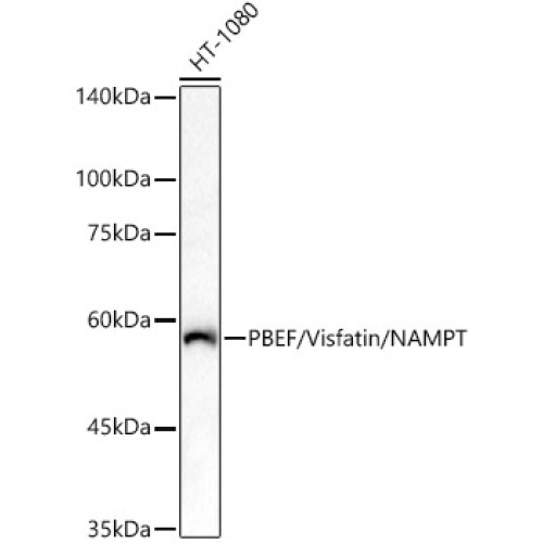 PBEF/Visfatin/NAMPT Rabbit pAb