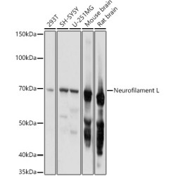 Neurofilament L Rabbit pAb