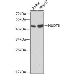 NUDT6 Rabbit pAb