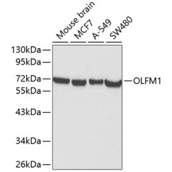 OLFM1 Rabbit pAb