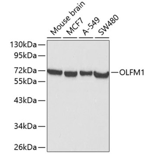 OLFM1 Rabbit pAb