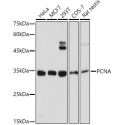 PCNA Rabbit pAb