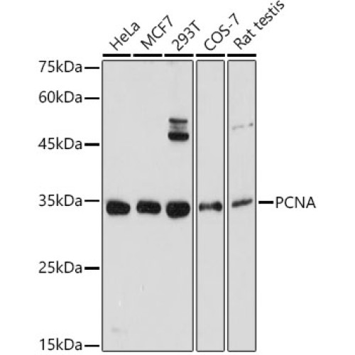 PCNA Rabbit pAb