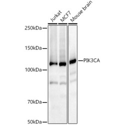 PIK3CA Rabbit pAb