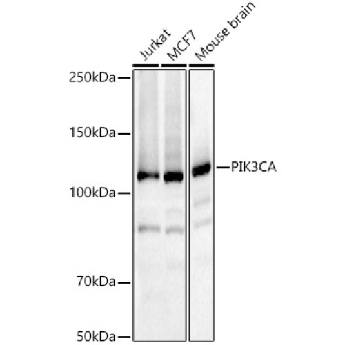 PIK3CA Rabbit pAb