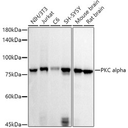 PKC alpha Rabbit pAb