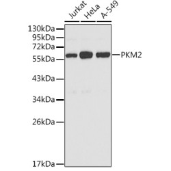 PKM2 Rabbit pAb