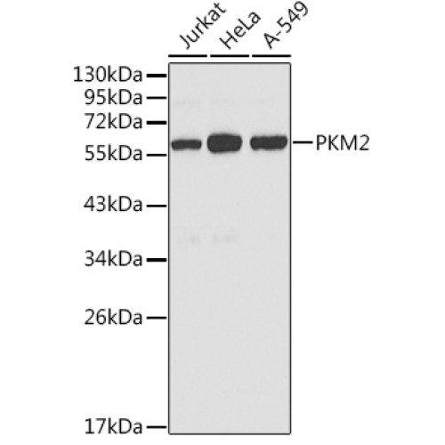 PKM2 Rabbit pAb