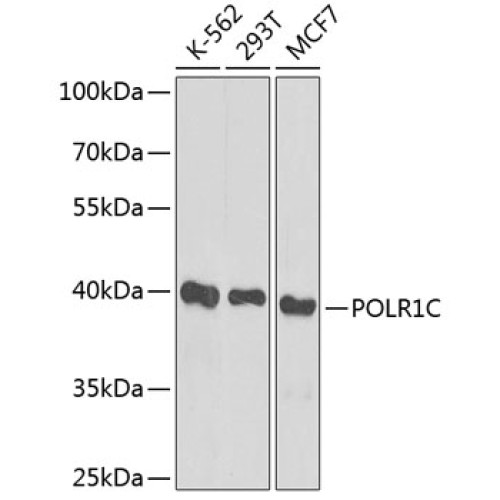 POLR1C Rabbit pAb