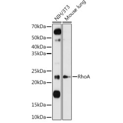 RhoA Rabbit pAb