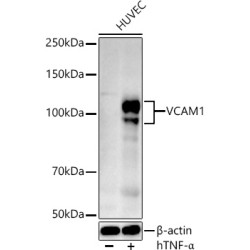 VCAM1 Rabbit pAb