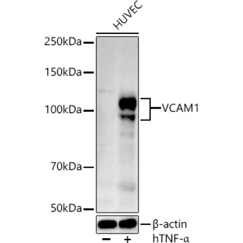 VCAM1 Rabbit pAb