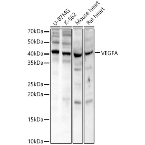 VEGFA Rabbit pAb