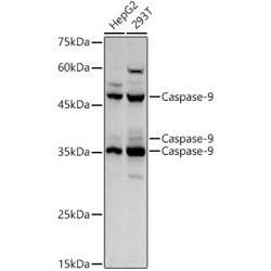 Caspase-9 Rabbit pAb