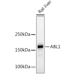 c-Abl Rabbit pAb