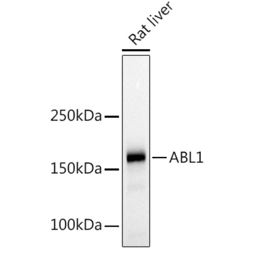 c-Abl Rabbit pAb