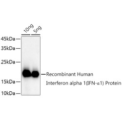 Interferon alpha 1 (IFN-α1) Rabbit pAb