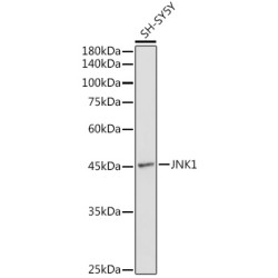 JNK1 Rabbit pAb