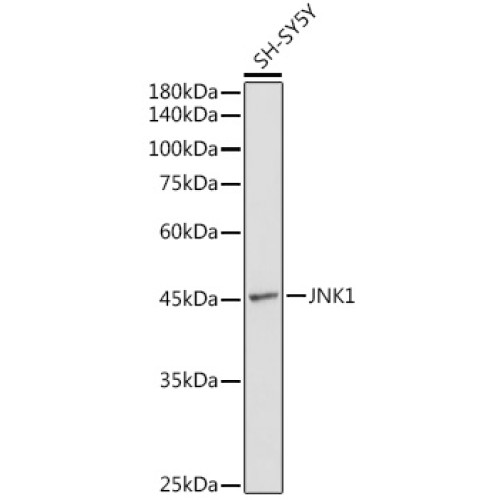 JNK1 Rabbit pAb