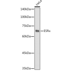 ESRα Rabbit pAb