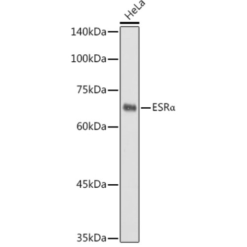 ESRα Rabbit pAb