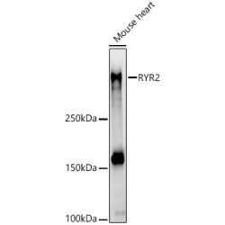 RYR2 Rabbit pAb